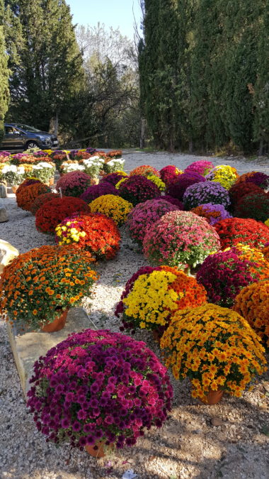 Vente de Chrysanthèmes